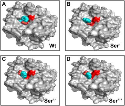 A combined spectroscopic and molecular modeling Study on structure-function-dynamics under chemical modification: Alpha-chymotrypsin with formalin preservative